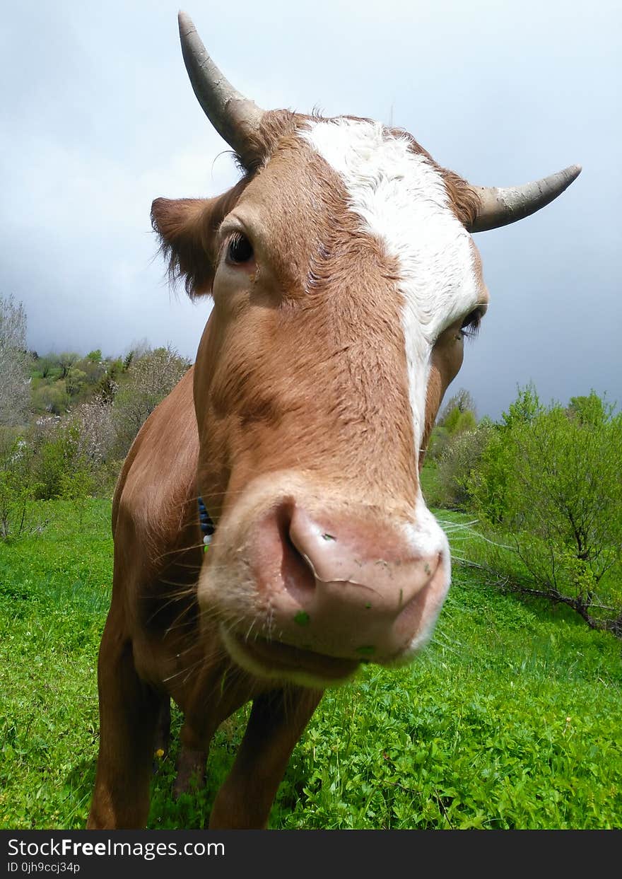 Brown and White Cow on Green Field