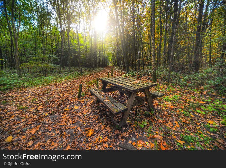 Brown Wooden Table With Bench Near Green Trees