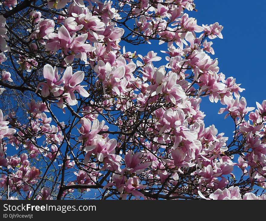 Photo of Cherry Blossoms