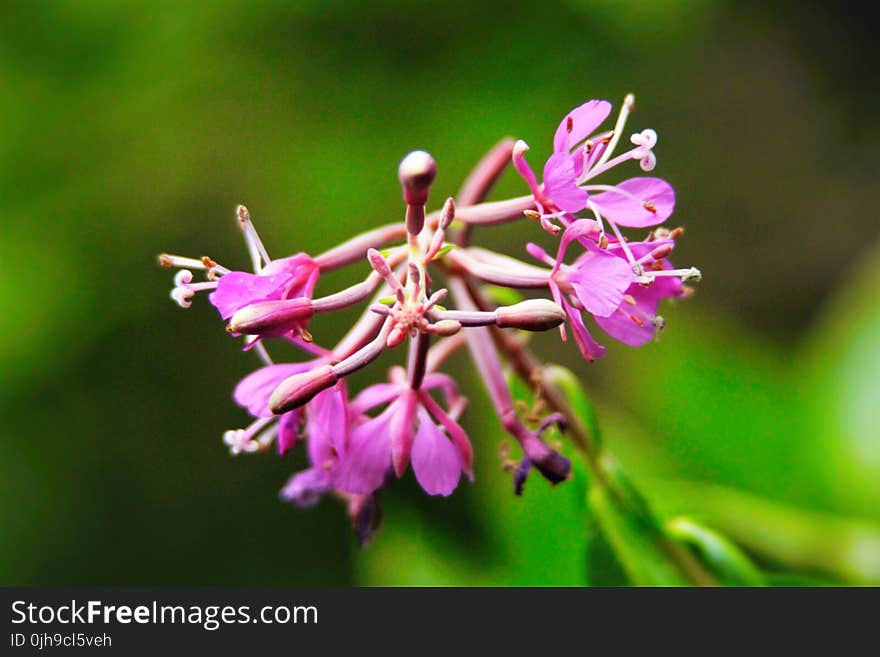 Selective Focus Photography of Purple Petal Flowers