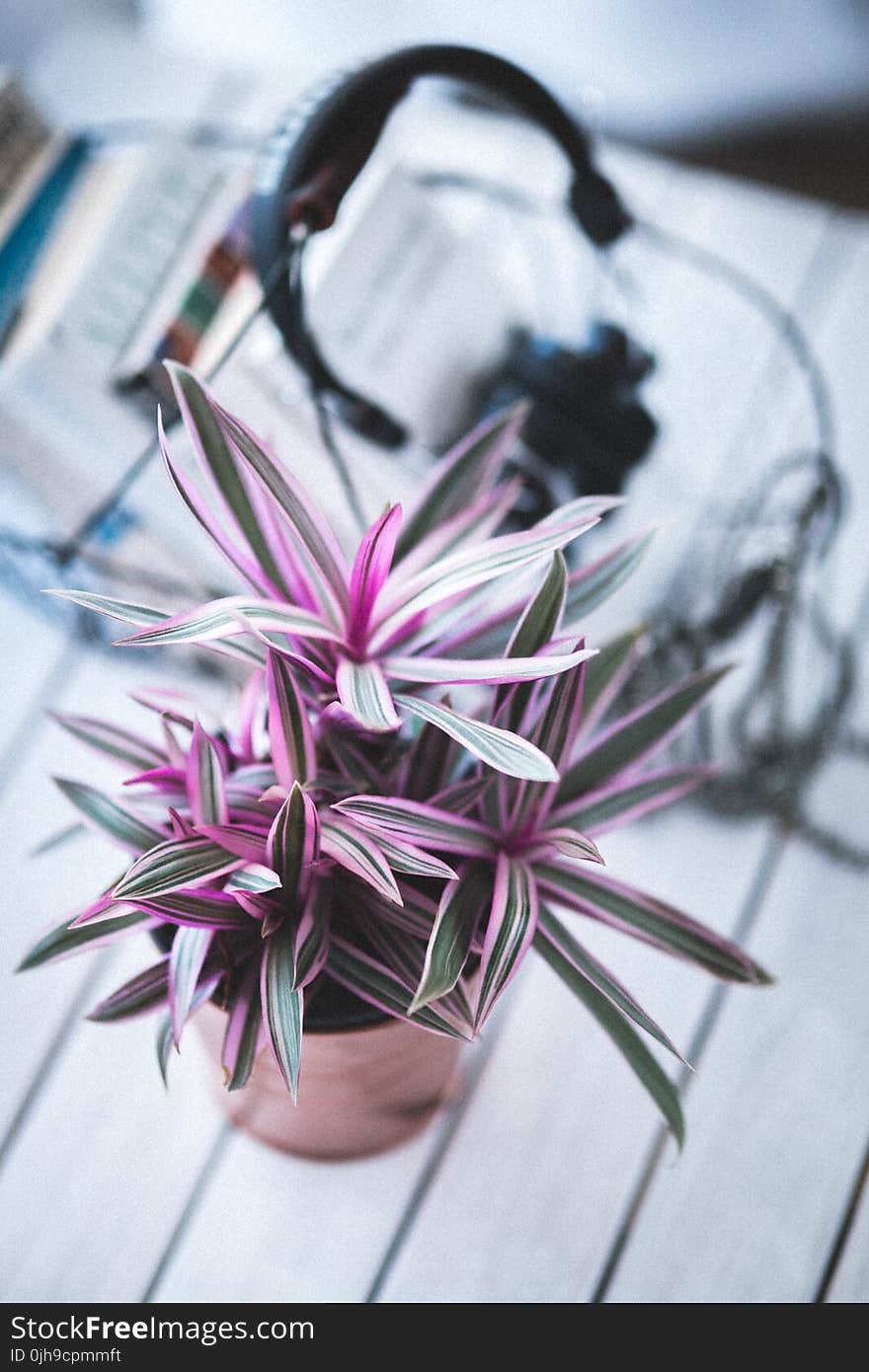 Pink houseplant for decoration