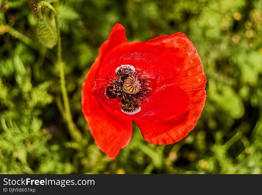 Selective Focus Photography of Common Poppy