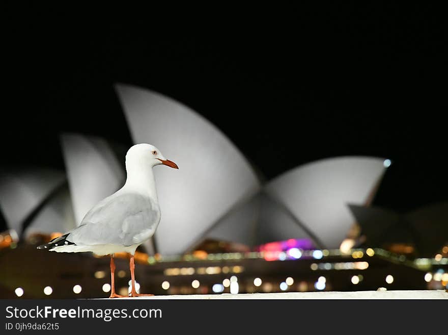 White Bird With View Of Sydney Opera House