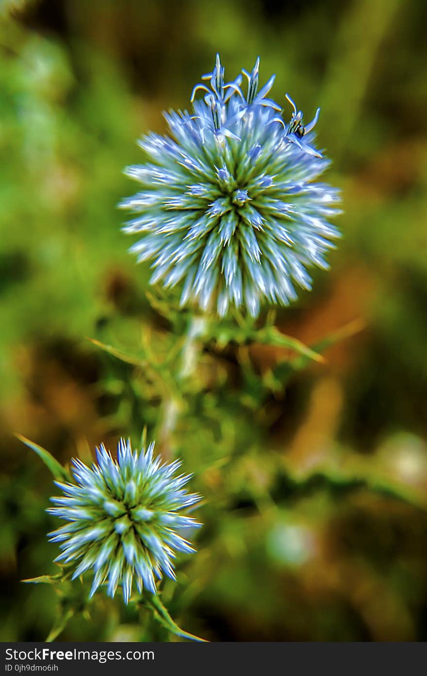 Purple and Green Petaled Flower