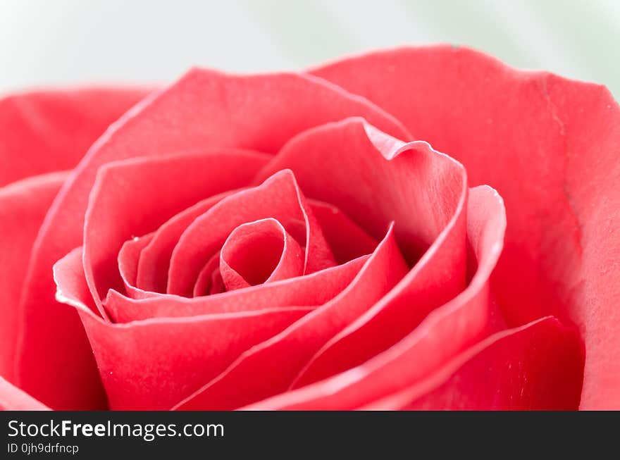 Close-Up Photography of Flower