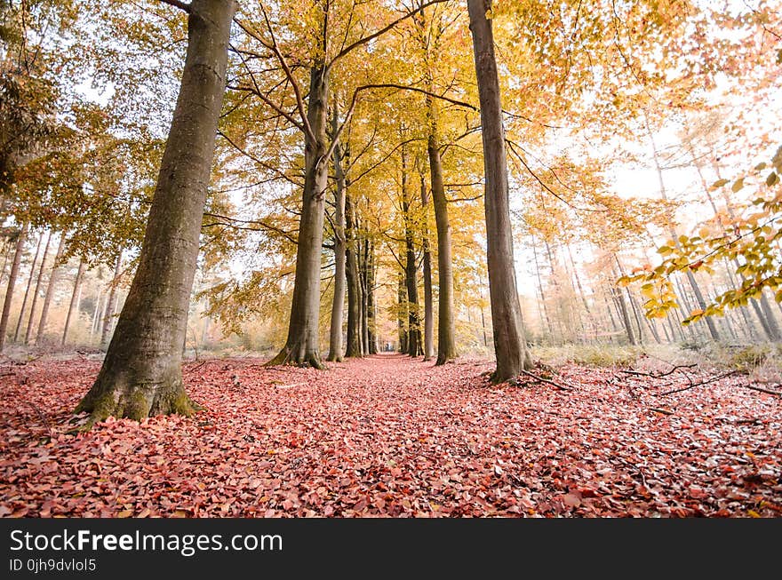 Green Leaf Trees Photography