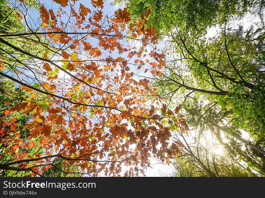 Low Angle Photo of Maple Leaves