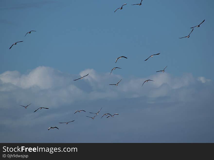 Flock of Birds Flying