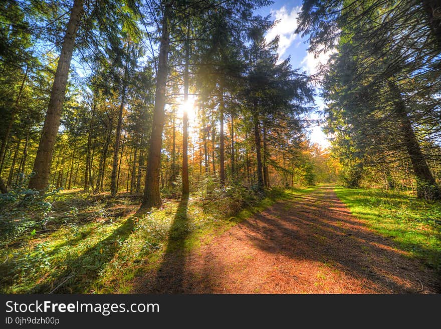 Green Trees