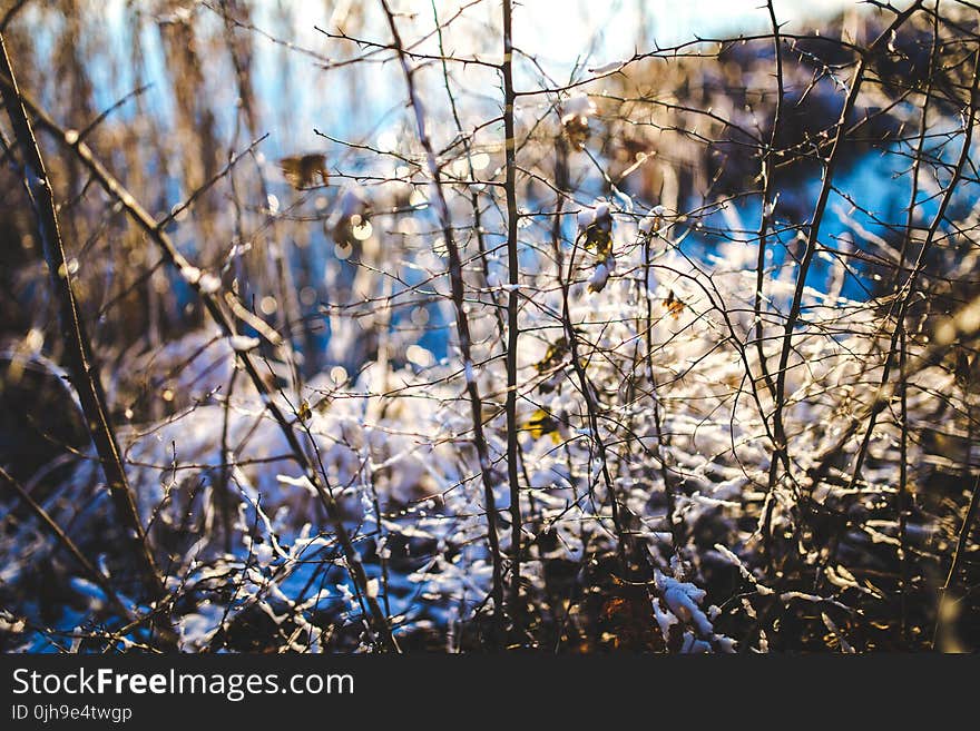 Branch in the Snow