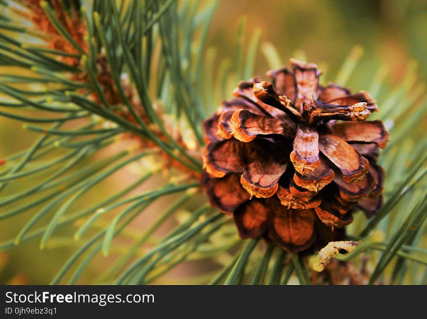 Selective Focus Photography of Conifer Cone