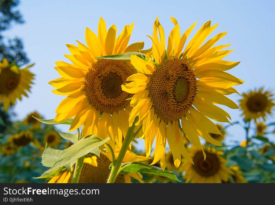 Sunflowers