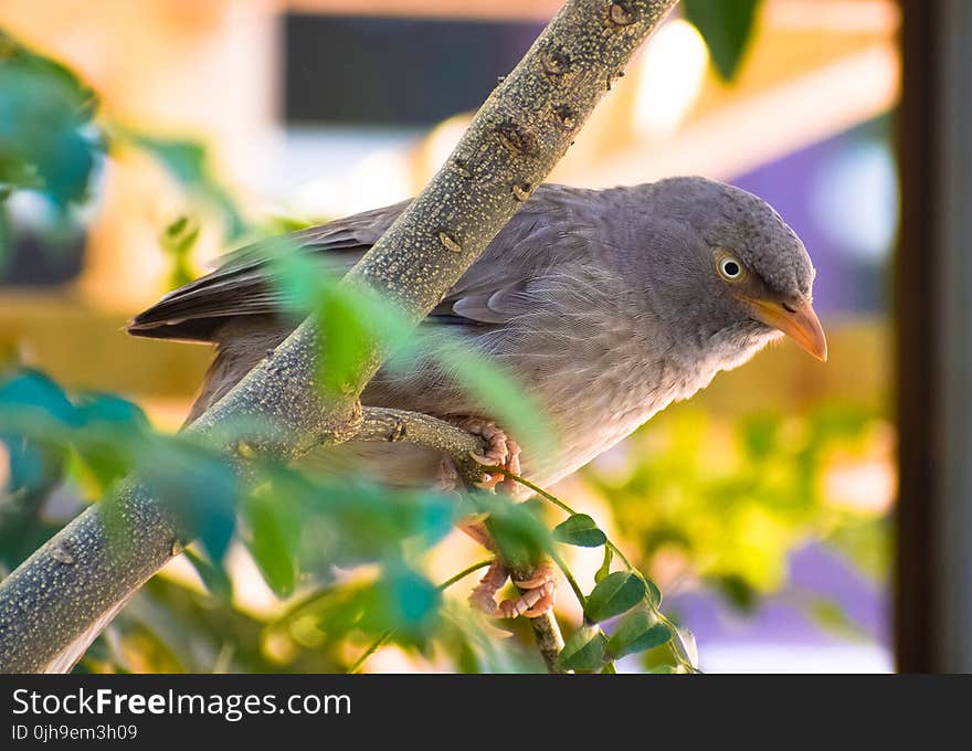 Gray Bird Perched On Tree Branch