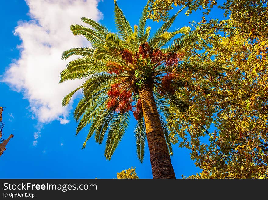 Brown and Green Palm Tree