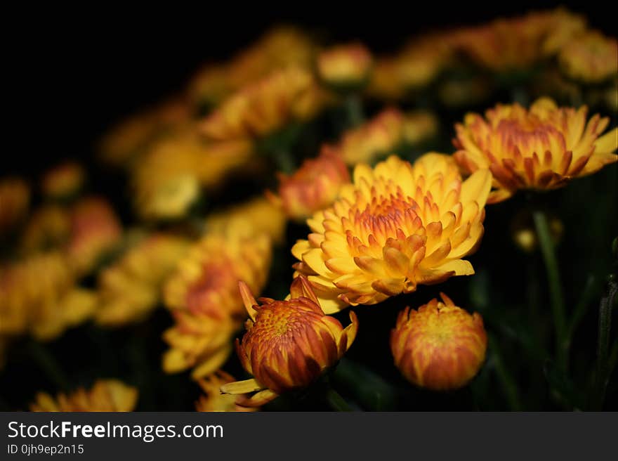 Selective Focus Photography of Yellow Petaled Flower