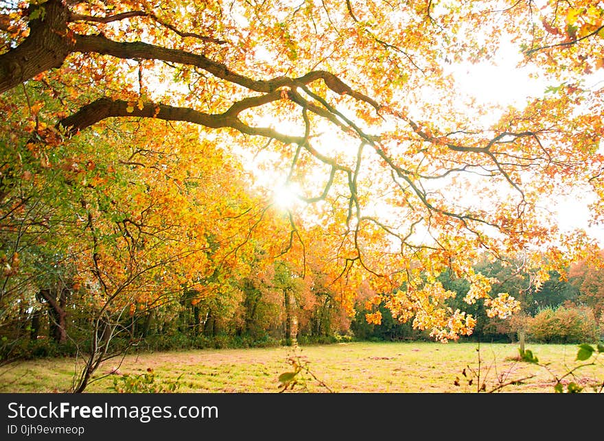 Yellow Leaves Tree on a Park