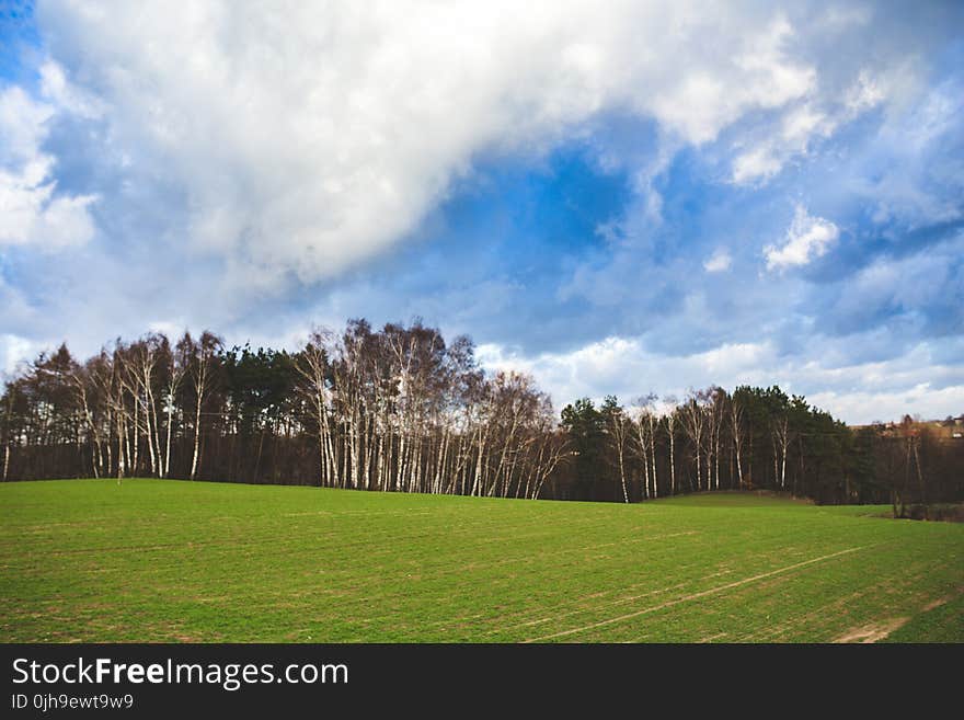 Green field and blue sky