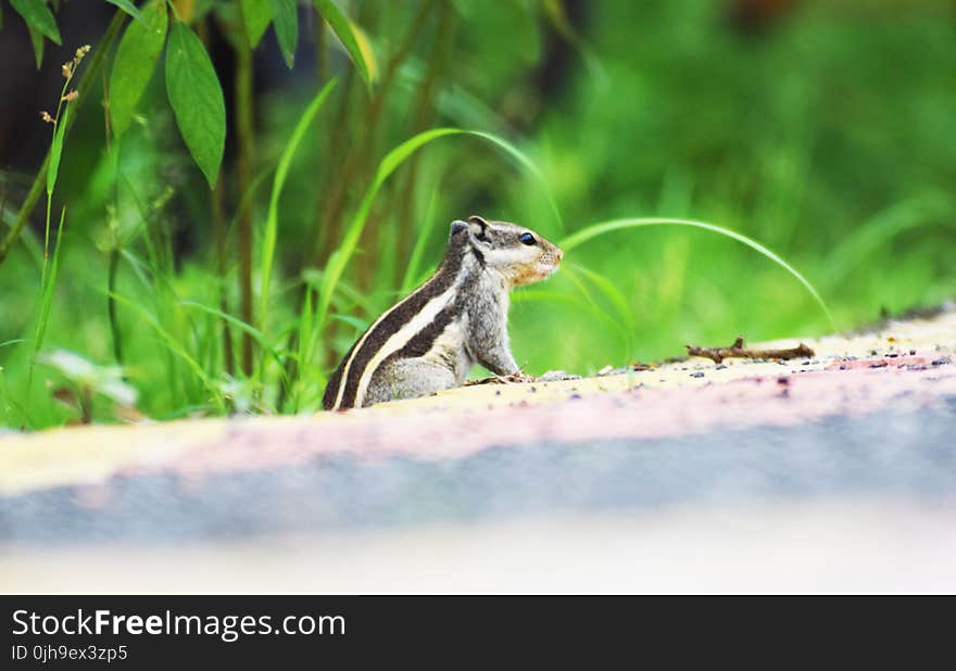 Black and White Rodent