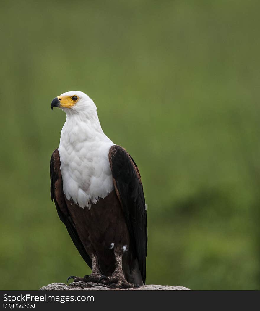 Depth of Field Photography of White and Brown Eagle Perching on Gray Stone