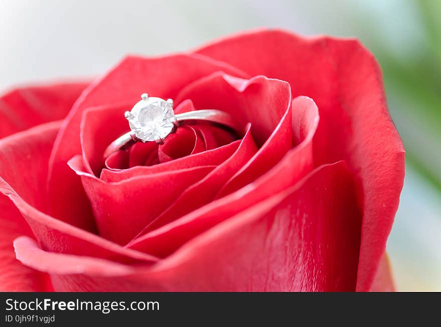 Silver Diamond Embed Ring on Red Rose