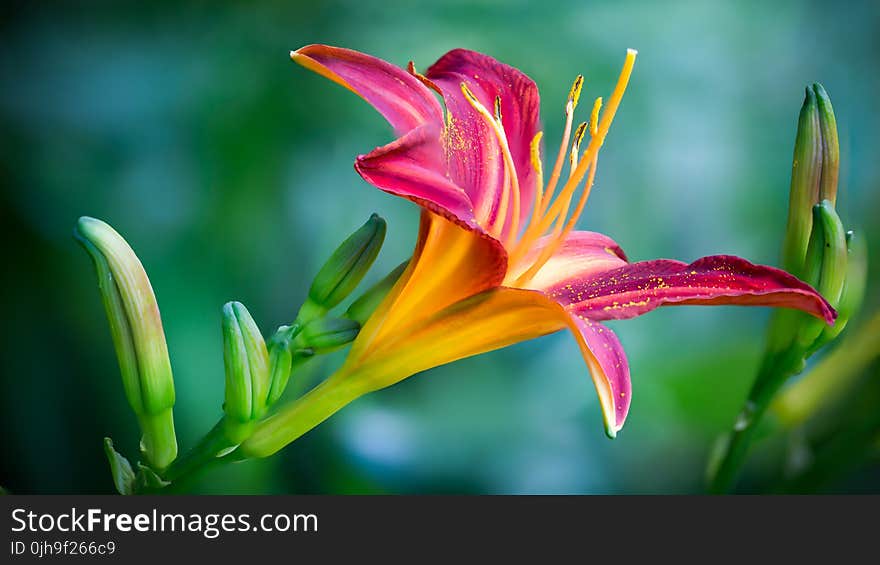 Pink and Yellow Lily Flower in Closeup Photo