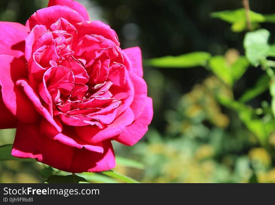 Shallow Focus of Pink Rose