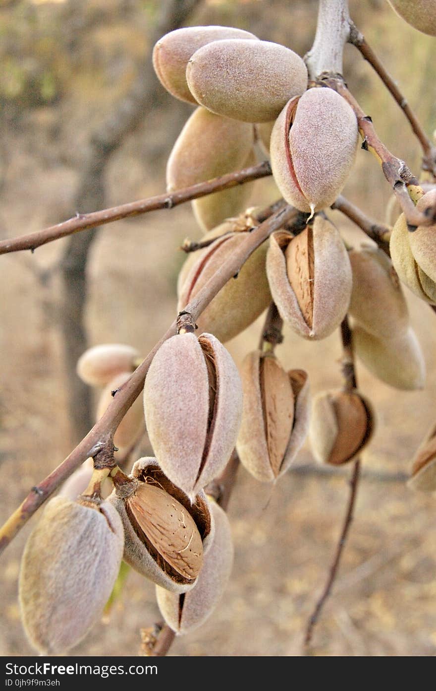 Brown Pistachio Nut Lot