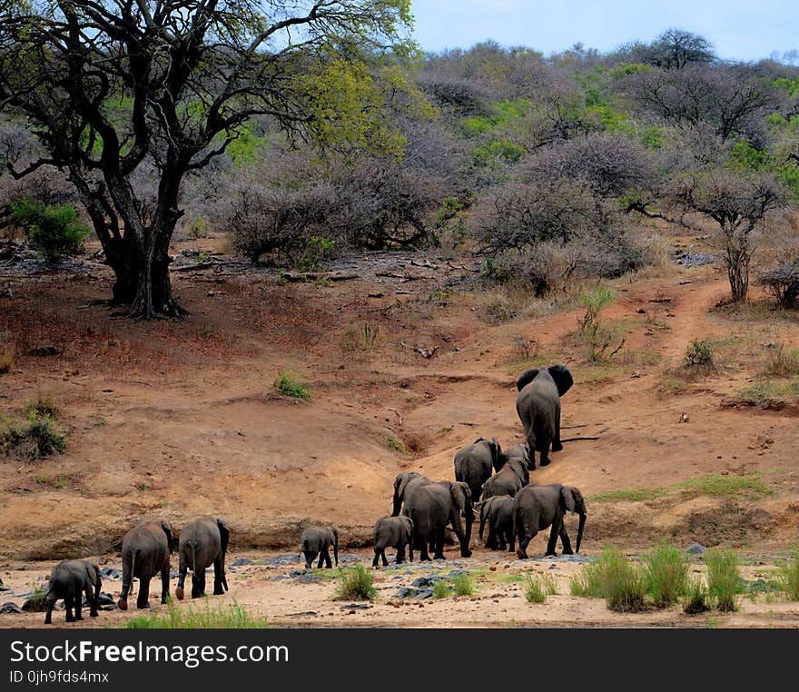 Elephants on Brown Mountain