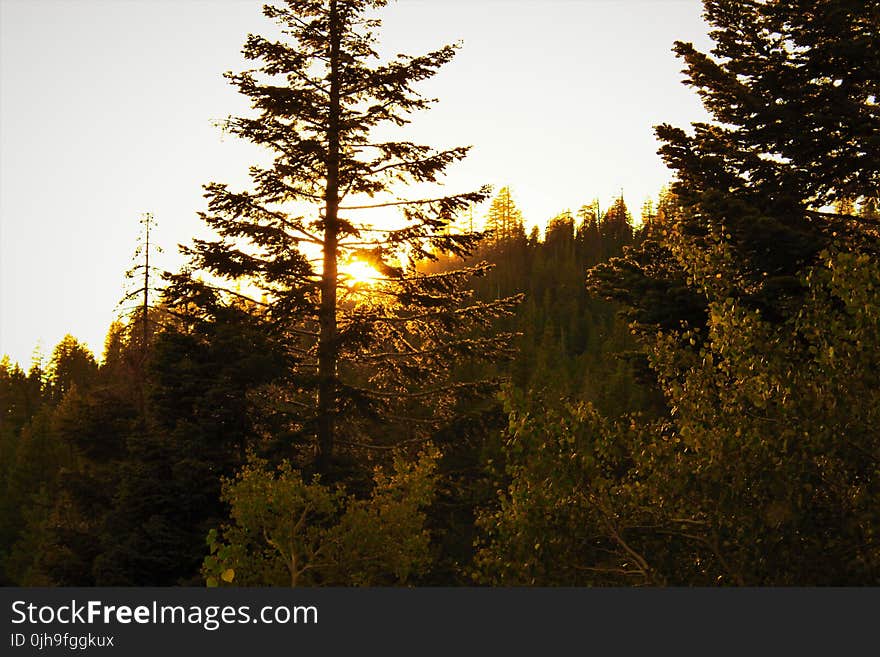 Tall Tree Between Yellow Leaf Trees during Golden Hour