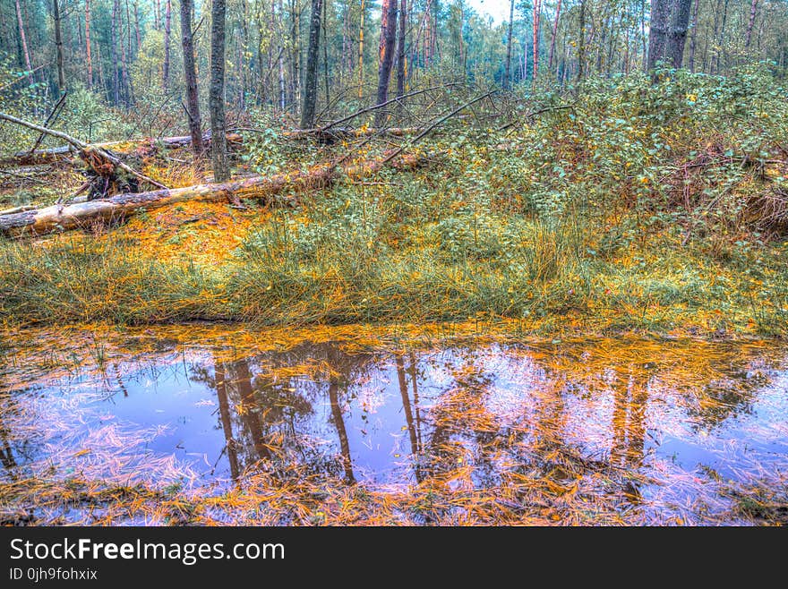 Green Forest With Swamp