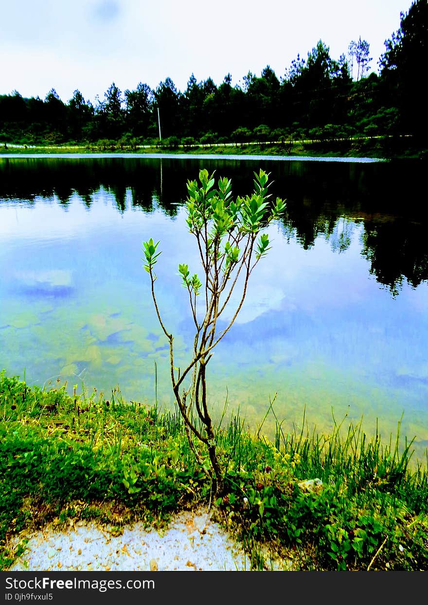 Green Leaf Plant Near Body of Water