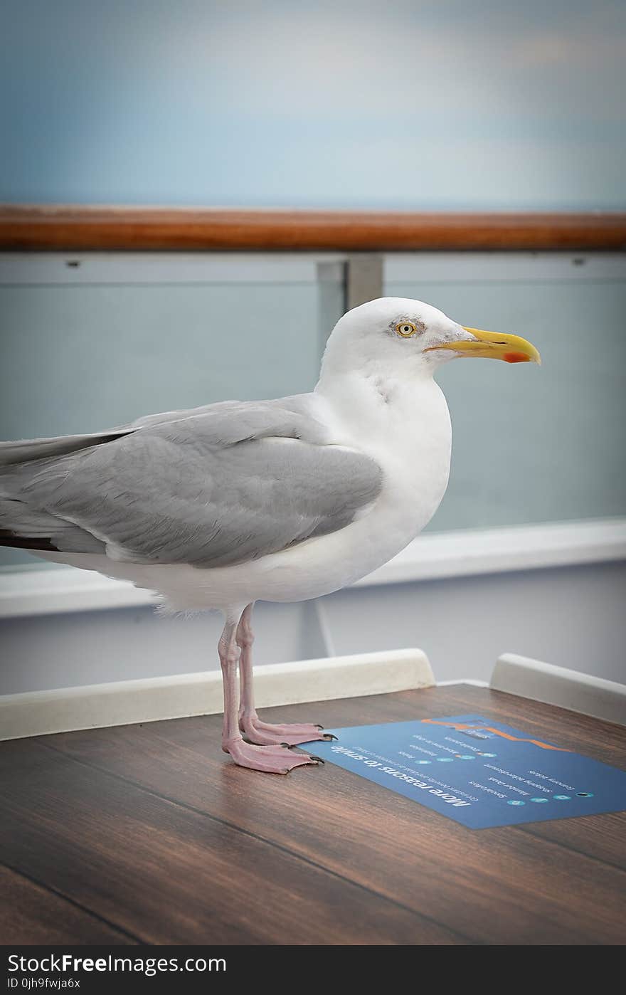 White Seagull on Brown Surface