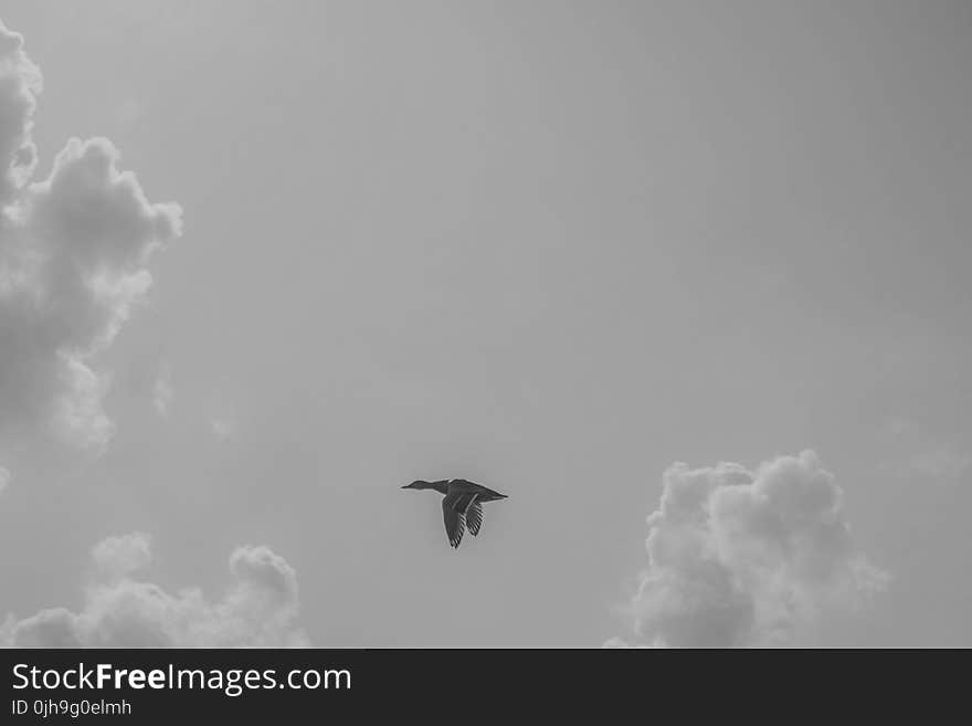 Black Goose Flying