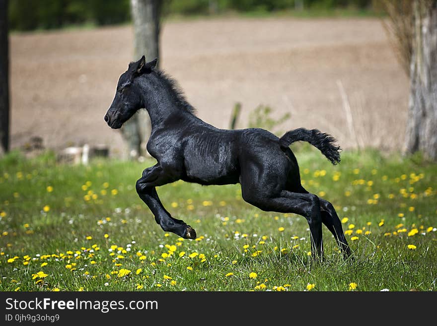 Black Horse Running on Grass Field With Flowers