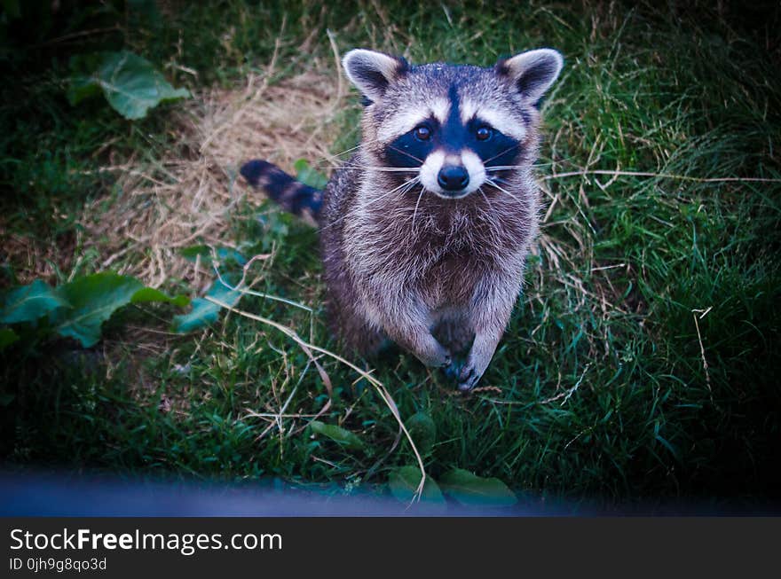 Brown and Black Raccoon Photo