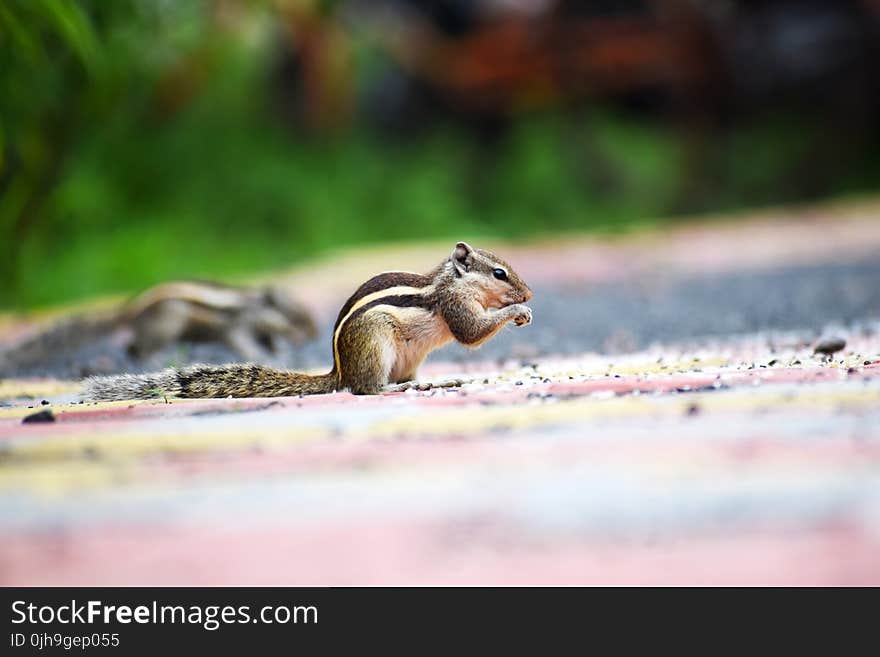 Close-up Photography of a Squirrel