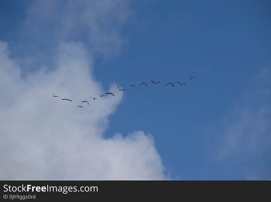 Flock of Birds Flying