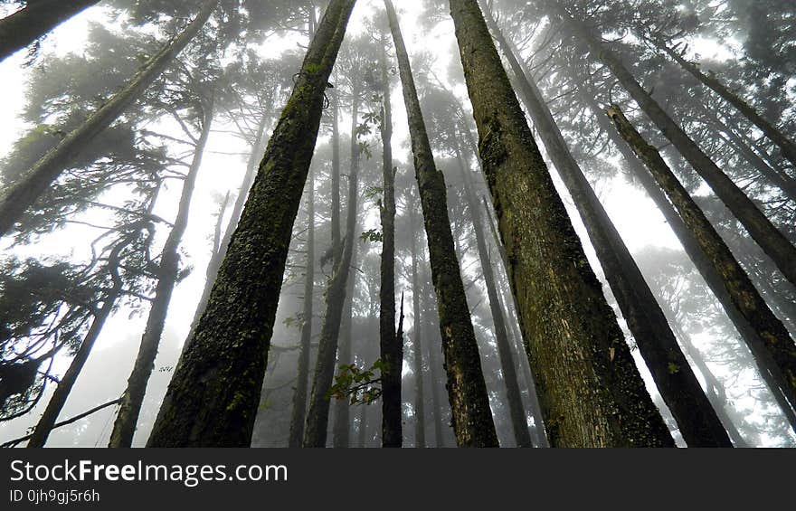 Japan Suicide Forest