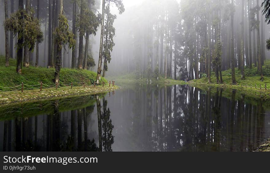 River Between Trees and Grass