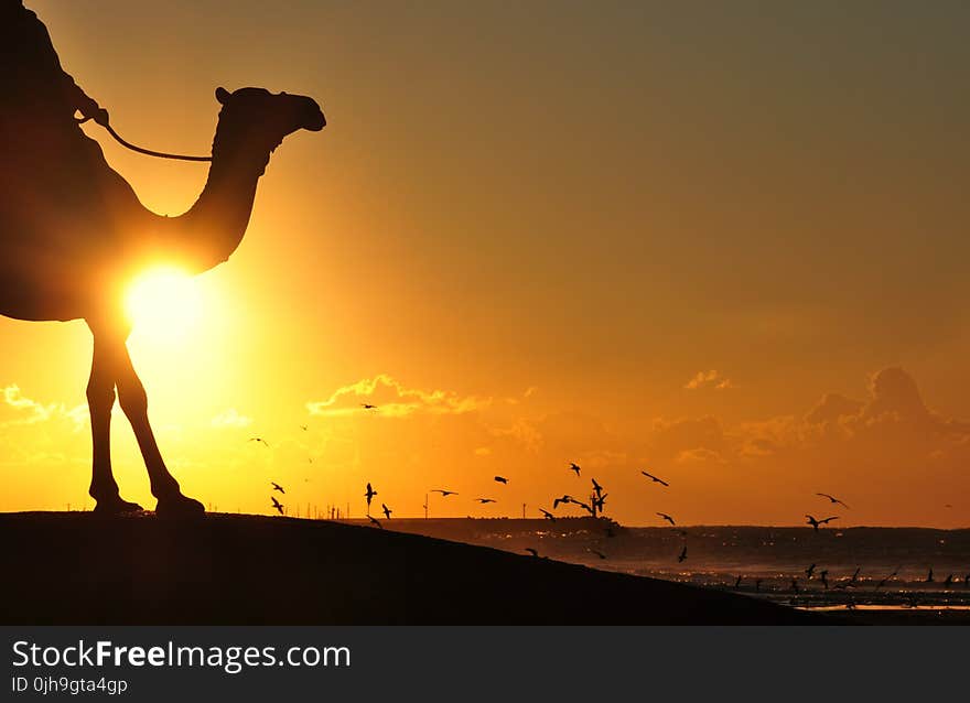 Silhouette Photography Of Man Riding Camel Overseeing Orange Sunset And Flock Of Birds