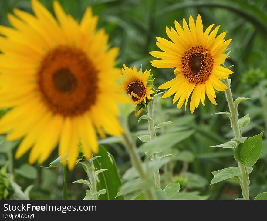 Sun Flower In Tilt Shift Lens