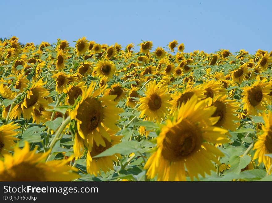 Field Of Sunflowers