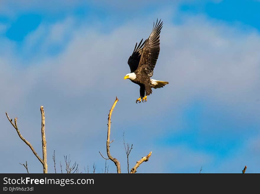 American Bald Eagle