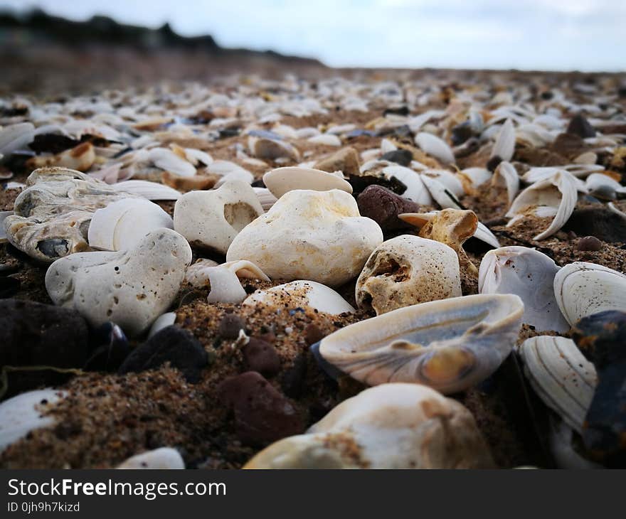 Seashell And White Stones On Seashore