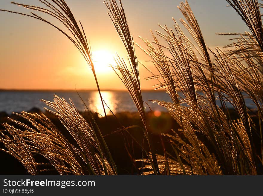 Closeup Photo Of Wheat During Golden Hour