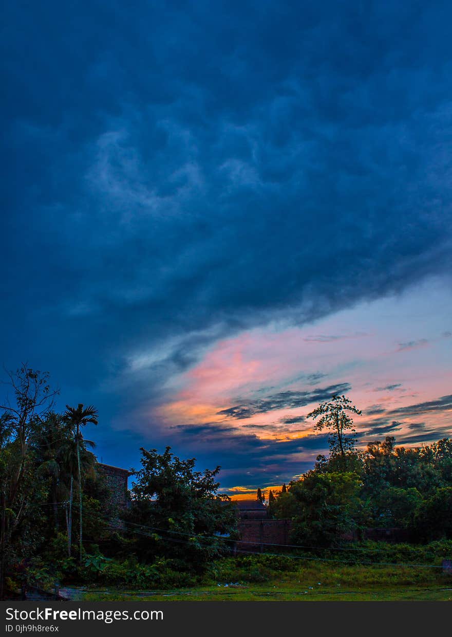 Green Leaf Trees Under Cumulus Clouds during Golden Hour