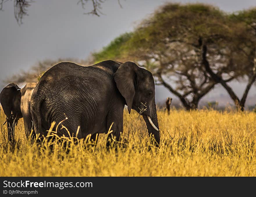 Black Elephant on Grass Field