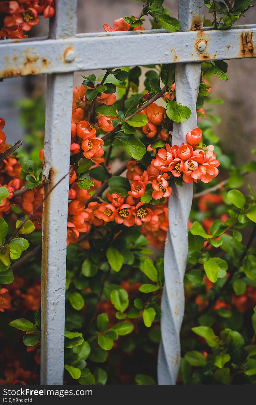 Pink Petaled Flowers Behind White Metal Fence