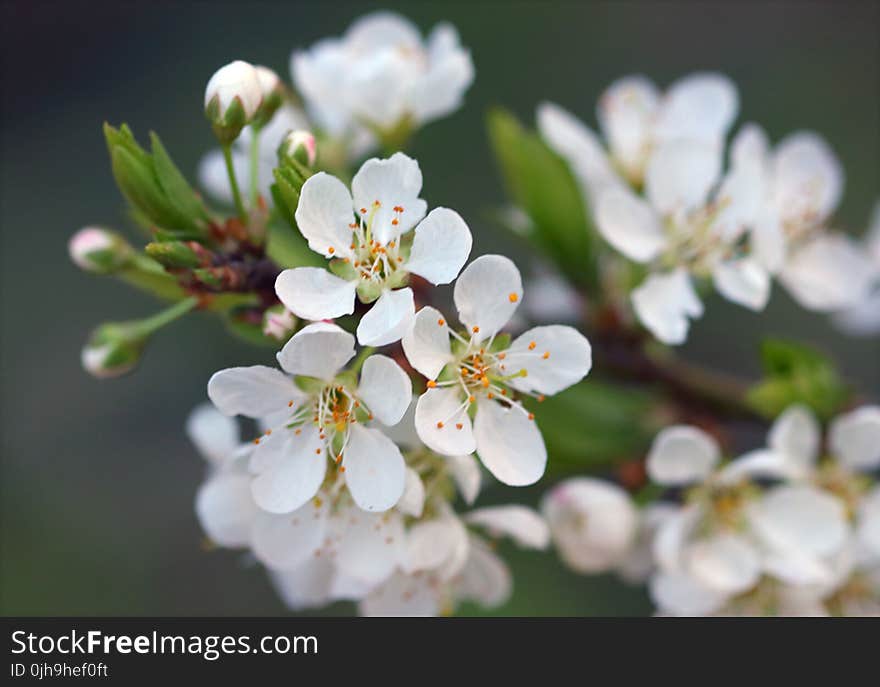 White Flowers