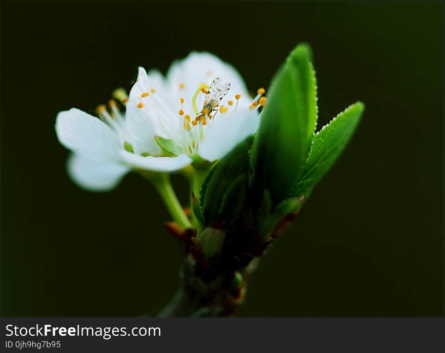 Close-up White Petaled Flower